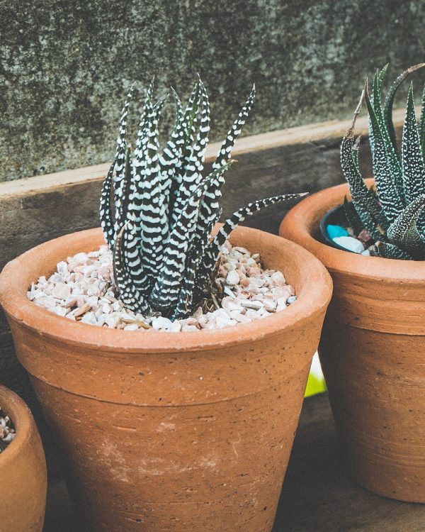 ثلاث نباتات عصارية في أصص فخارية